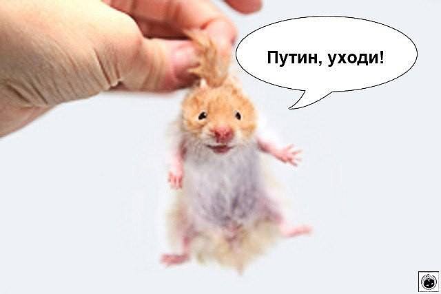 ывпернол.jpg